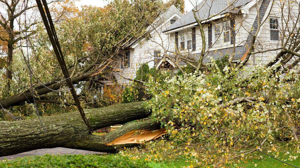 Tree Down by a White House